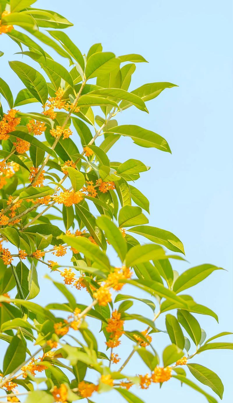 大球菊的花语是什么？它代表了哪些意义？