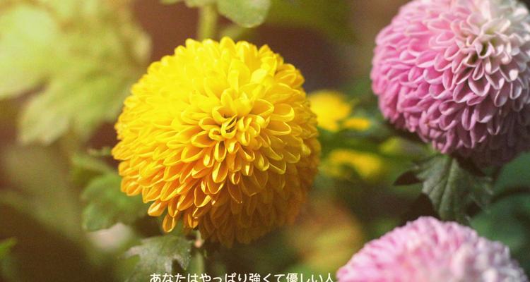 大球菊的花语是什么？它代表了哪些意义？