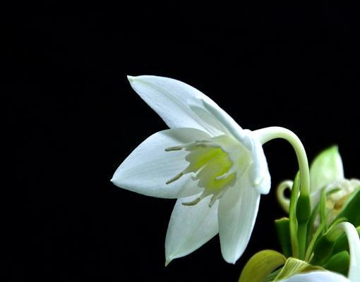 南美水仙的花语是什么？它象征着什么？