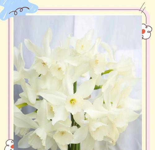 南美水仙的花语是什么？它象征着什么？