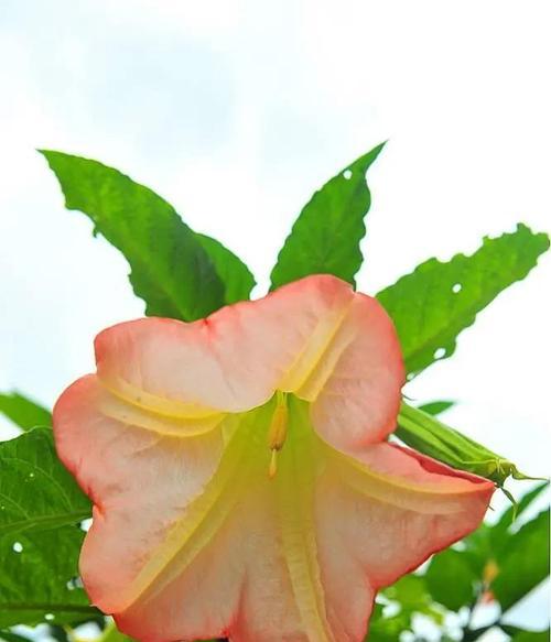 曼陀罗花代表的花语是什么？它象征着什么？
