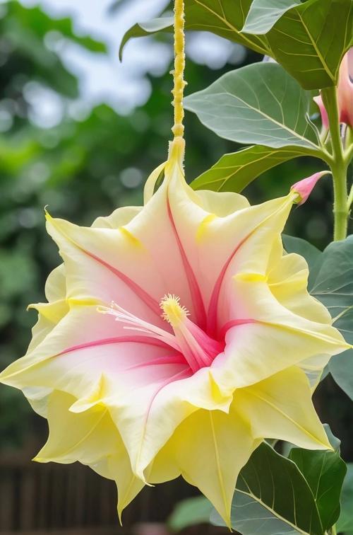 曼陀罗花代表的花语是什么？它象征着什么？