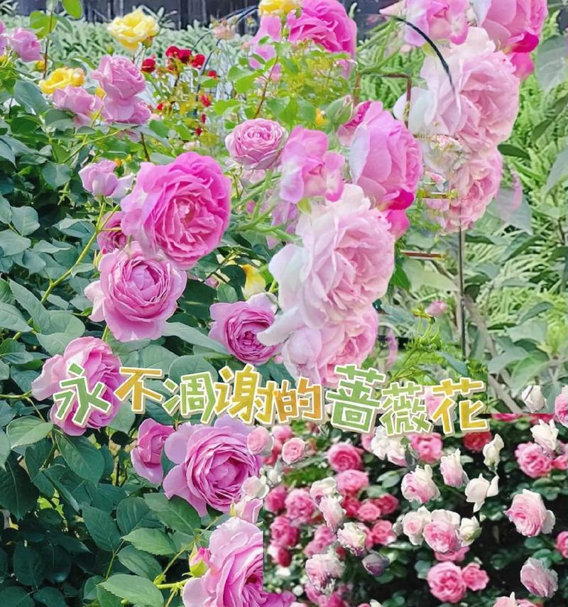 闪电月季的花语有何特别之处？
