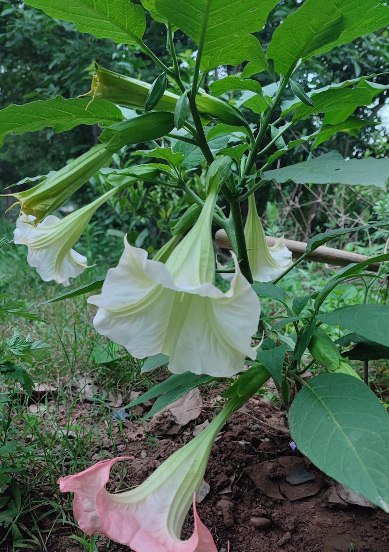 曼陀罗花象征着什么？它的花语有哪些含义？