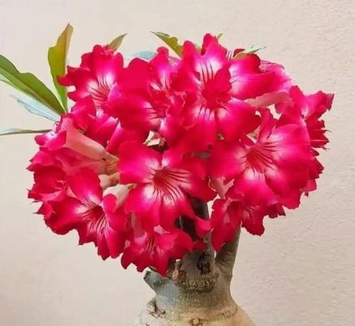 沙漠玫瑰有哪些花语？它的传说故事是什么？