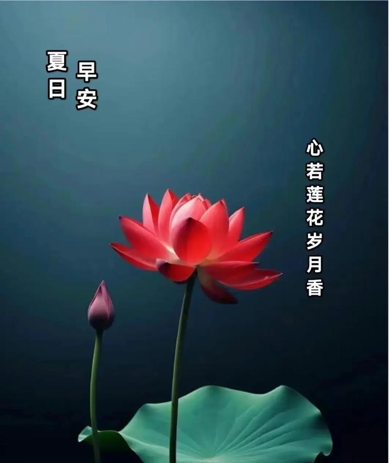 莲花的花语是什么？它代表了哪种植物？