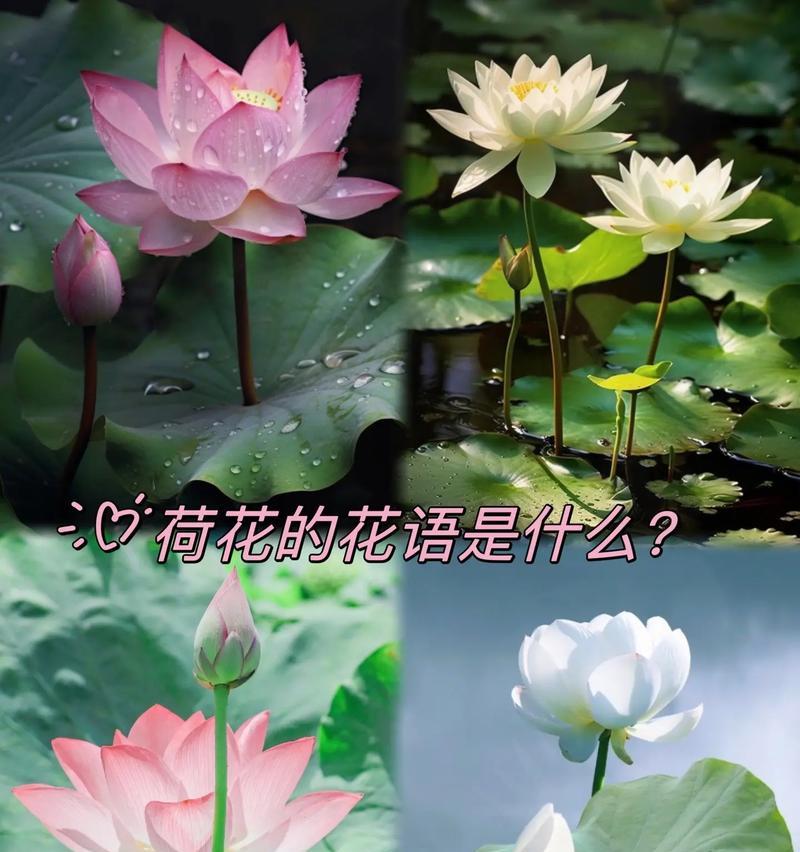 莲花的花语是什么？它代表了哪种植物？