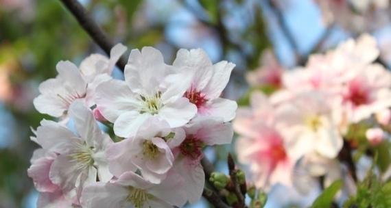 夏日樱花的寓意和花语是什么？它有什么特别含义？