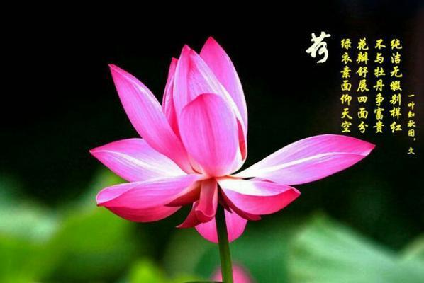 莲花有多少品种？它们各自的花语是什么？