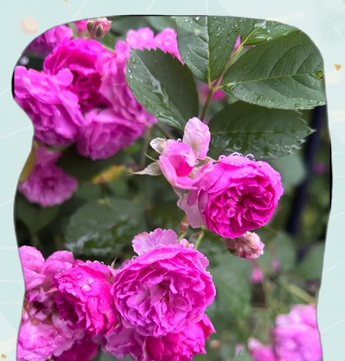 粉色炸浆草花语是什么？它象征着什么？