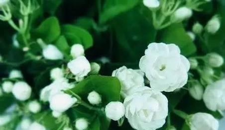风毛菊花语美文是什么？它在花语中传递了哪些信息？