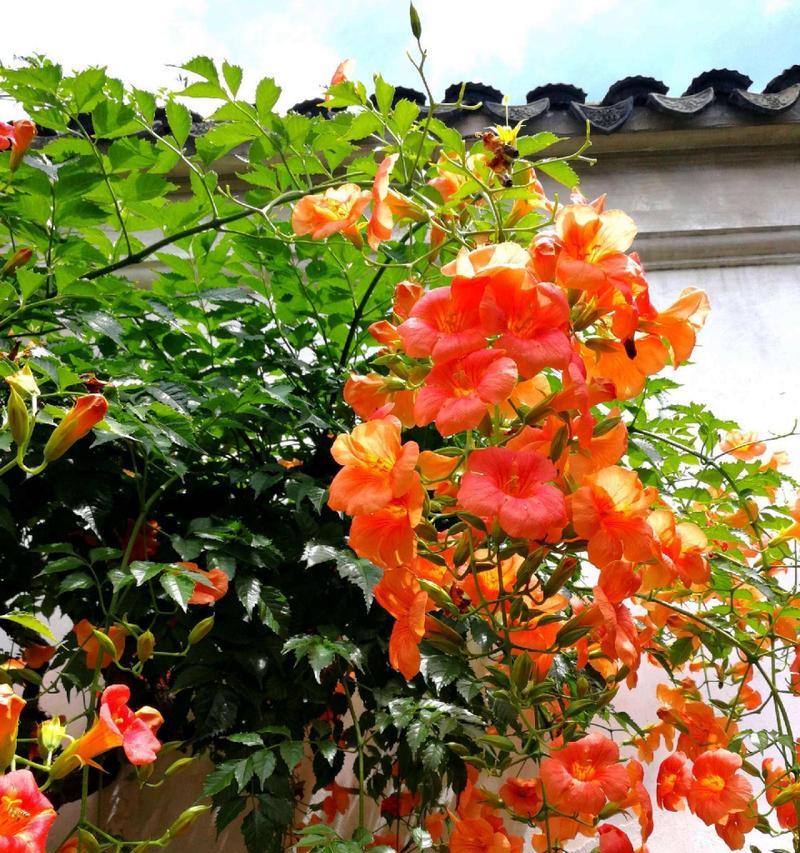 凌霄花花语简单是什么？它如何简单表达情感？
