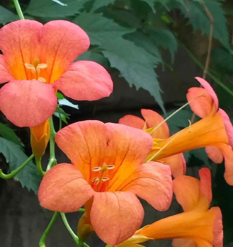 凌霄花花语简单是什么？它如何简单表达情感？