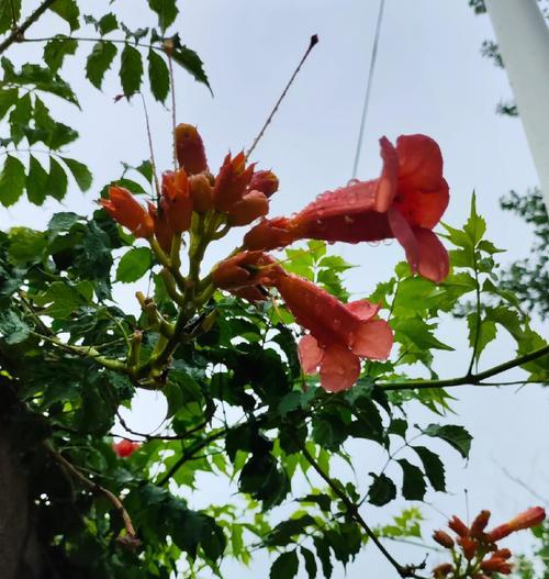 凌霄花花语简单是什么？它如何简单表达情感？