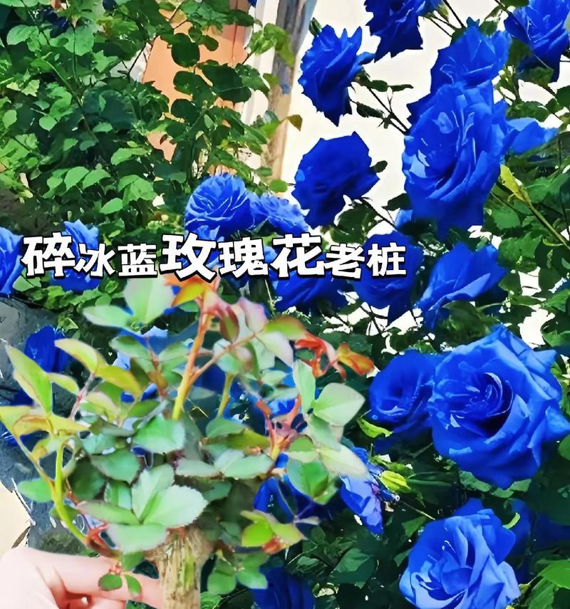 蓝色满天心花语是什么？它在花语中承载了哪些意义？