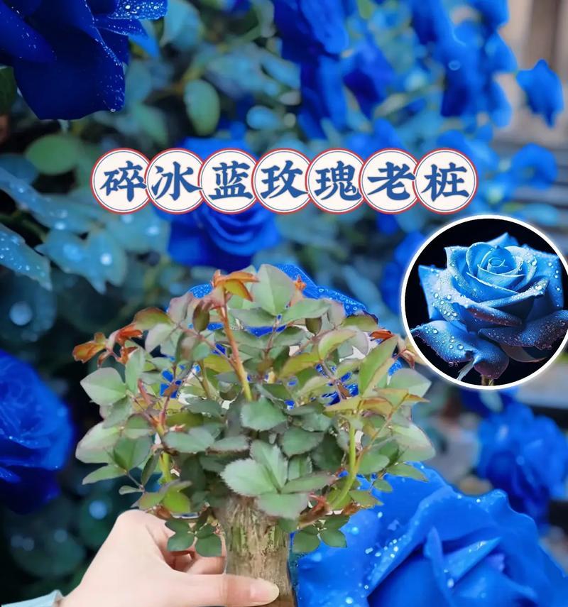 蓝色满天心花语是什么？它在花语中承载了哪些意义？