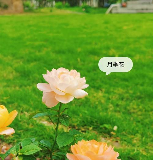 富贵子花的花语是什么？它代表了哪些美好寓意？