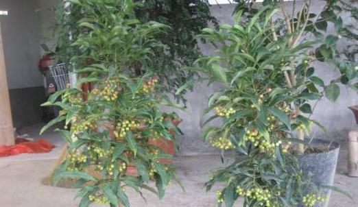 富贵子花的花语是什么？它代表了哪些美好寓意？