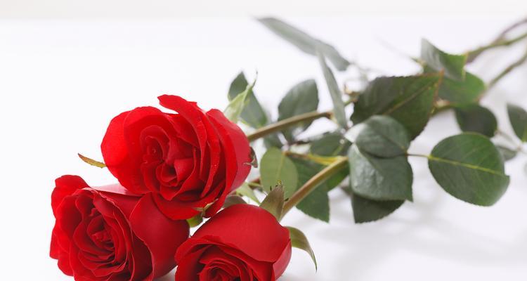 富贵子花的花语是什么？它代表了哪些美好寓意？