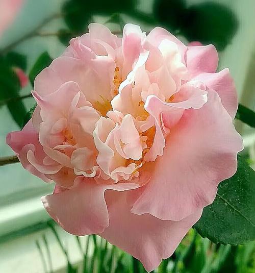 稚乐之舞花花语是什么？它在花语中传递了哪些信息？