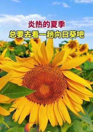 向阳花花语向上是什么？它如何象征积极向上？