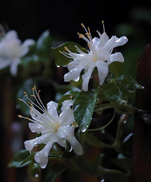 黑色荼靡花花语是什么？它在花语中代表了什么？