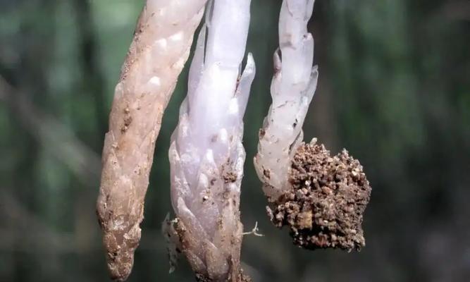 水晶兰冥界花语是什么？如何理解其神秘含义？