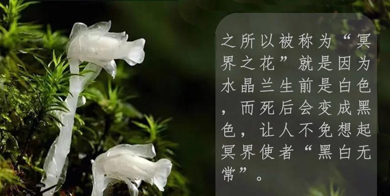 水晶兰冥界花语是什么？如何理解其神秘含义？