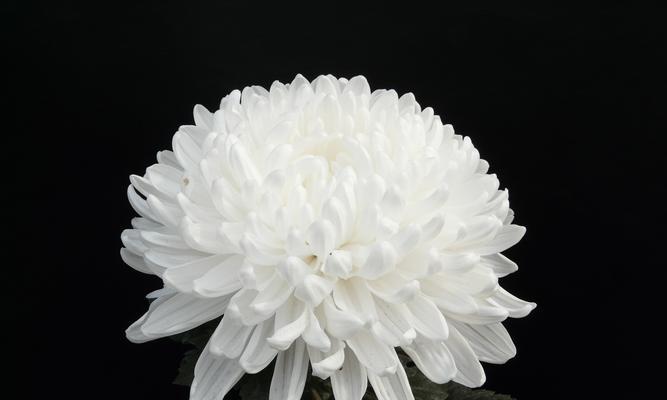 兵兵球菊花的花语是什么？它有什么特别含义？