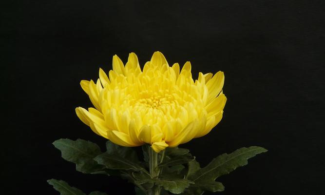 兵兵球菊花的花语是什么？它有什么特别含义？