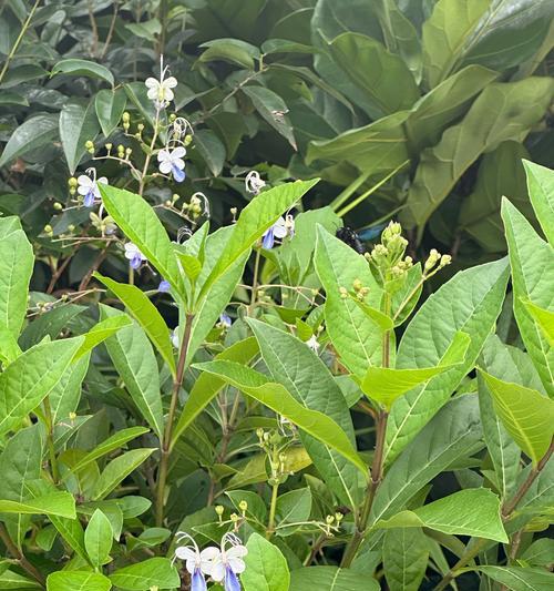 蝴蝶满天星花语是什么？它在花语中代表什么？
