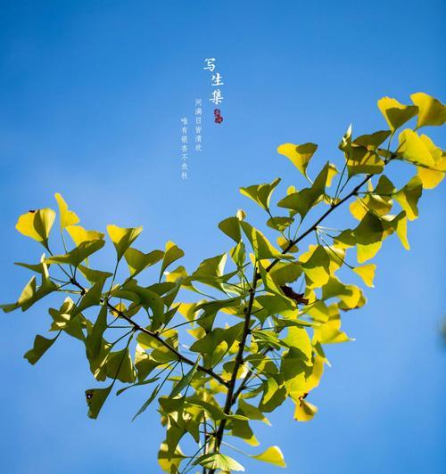杏的花语是什么？它象征着什么？