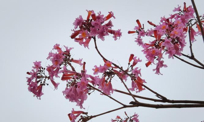 花语为童话的花有哪些？它们各自代表什么？