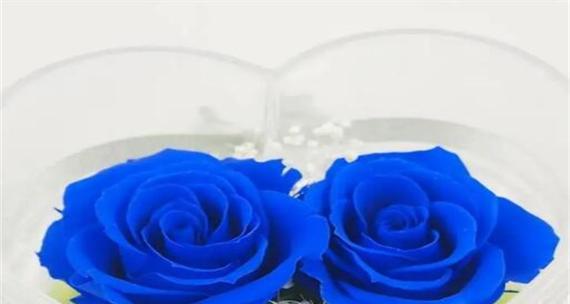 花语为童话的花有哪些？它们各自代表什么？