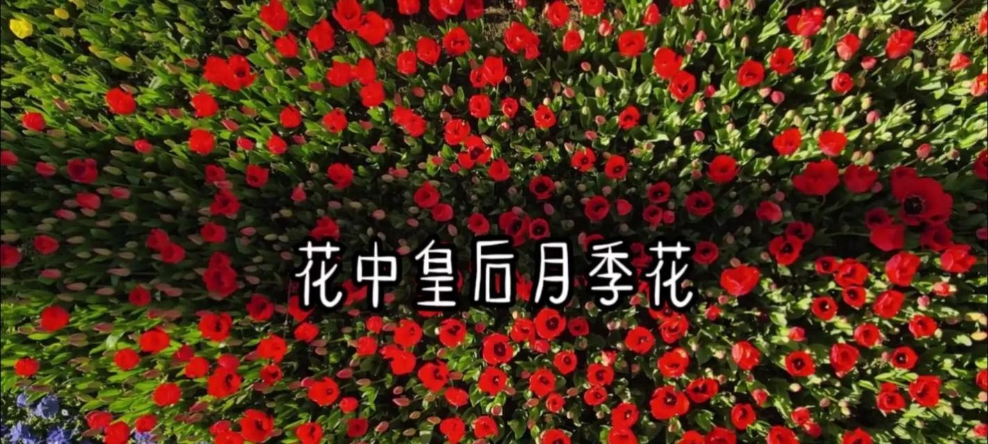 花语为童话的花有哪些？它们各自代表什么？