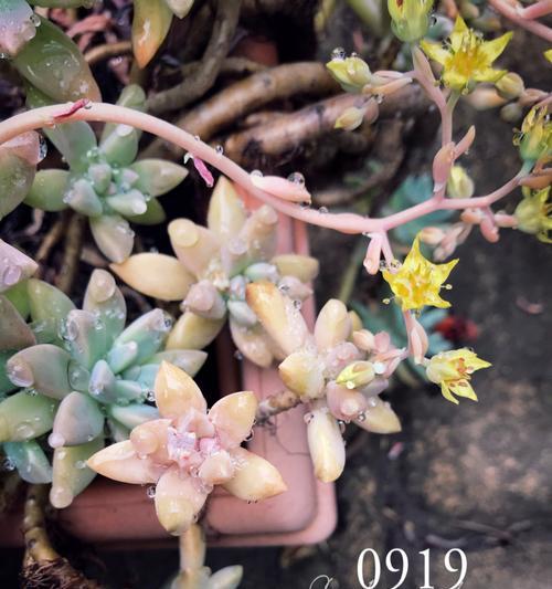 秋丽花语是什么？它象征着什么？