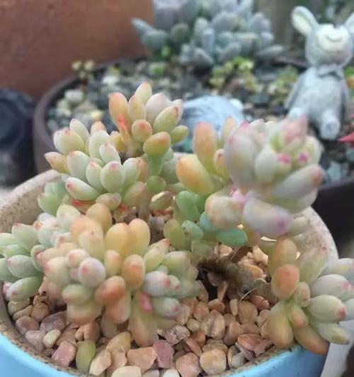秋丽花语是什么？它象征着什么？