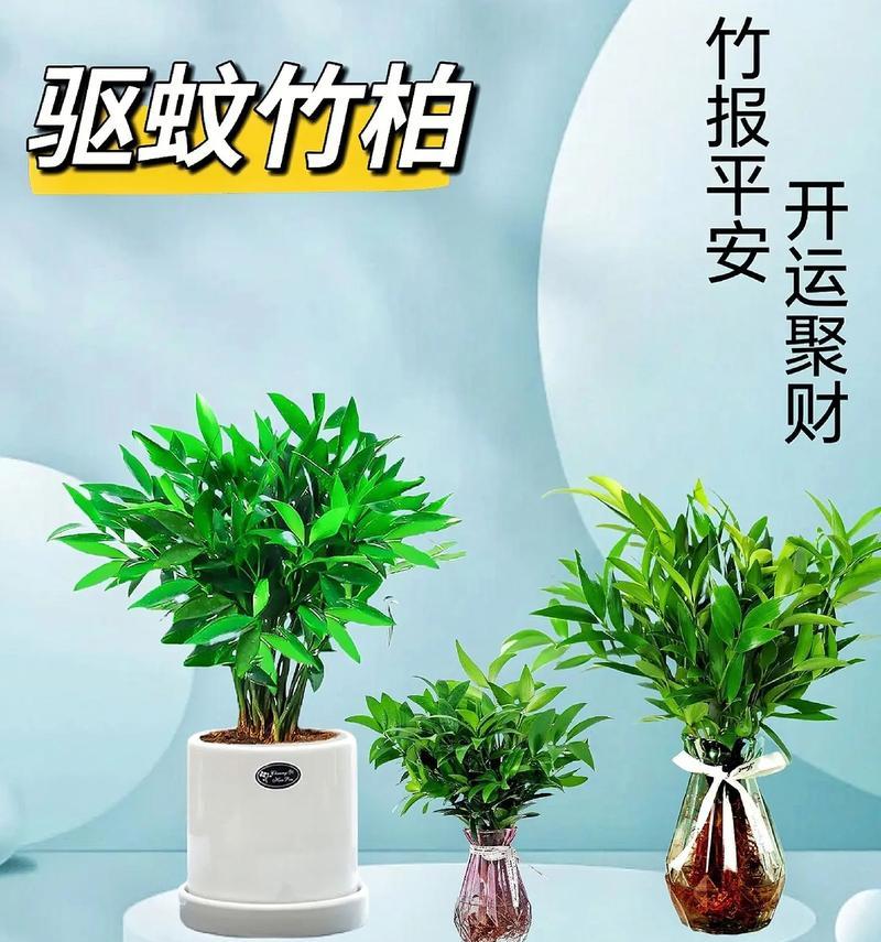 竹的花语和意义是什么？它在文化中代表什么？
