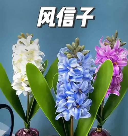 风信子橘色花语是什么？它有什么特别含义？