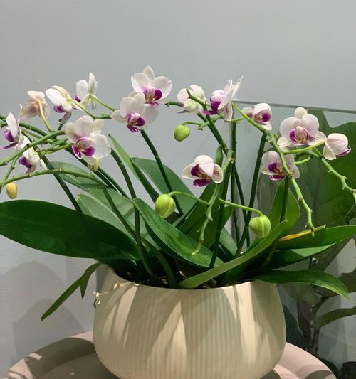 兰花亚麻花语6是什么？它代表了什么？