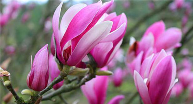菠萝蜜花语寓意是什么？它象征着什么？