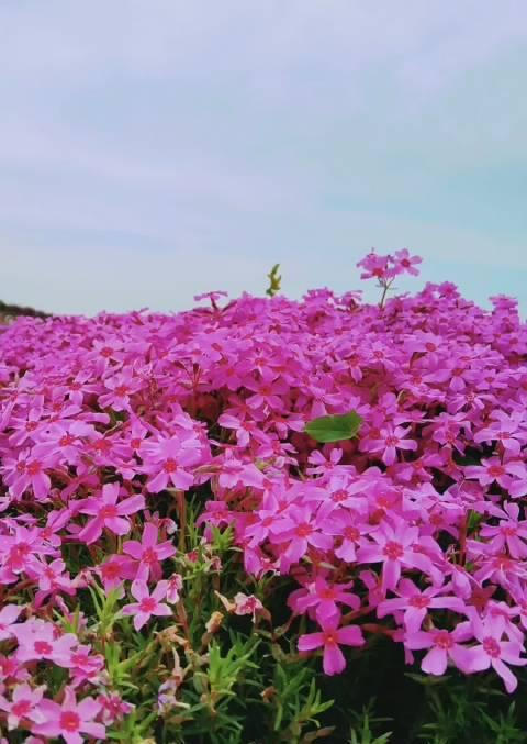 菠萝蜜花语寓意是什么？它象征着什么？