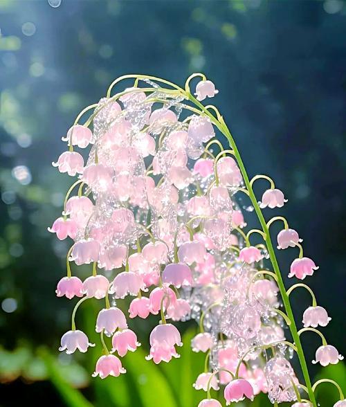 象征自信的花语有哪些？它们各自代表什么？