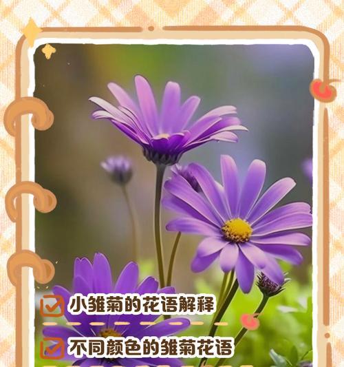 火红小雏菊花语是什么？它有什么特别含义？