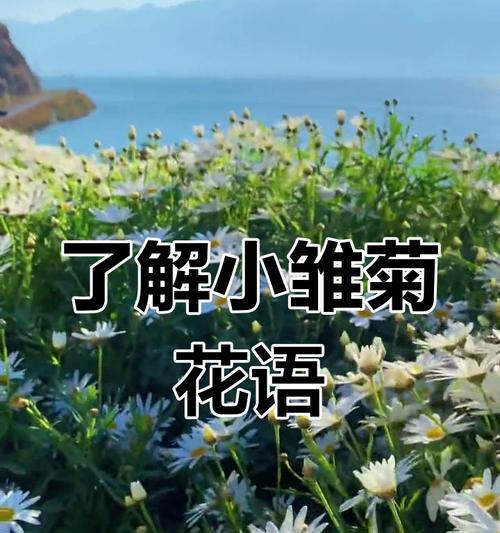 火红小雏菊花语是什么？它有什么特别含义？