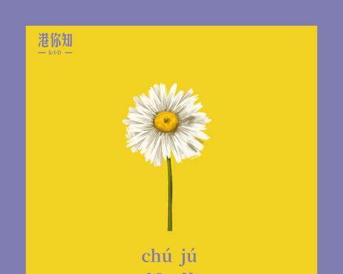 火红小雏菊花语是什么？它有什么特别含义？
