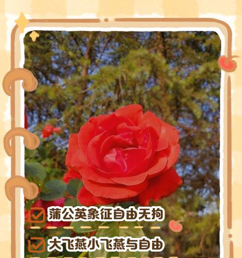花语是妻子的花有哪些？它们各自代表什么？