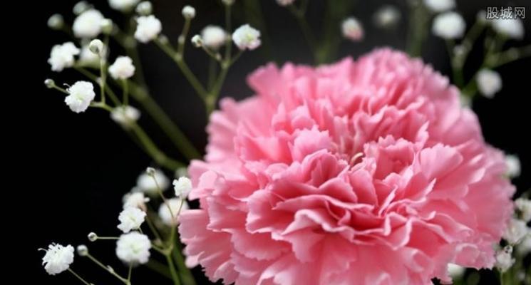 花语是妻子的花有哪些？它们各自代表什么？