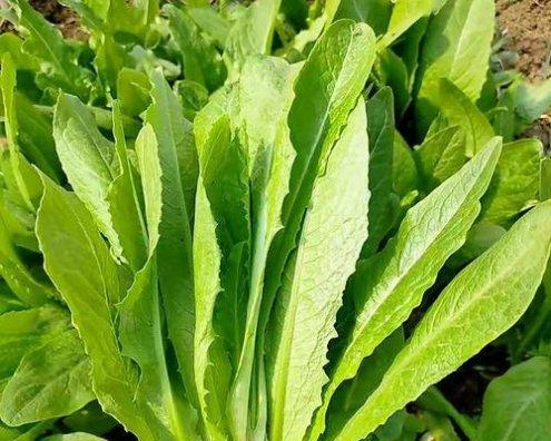 花语是菜蔬的花有哪些？它们各自代表什么？