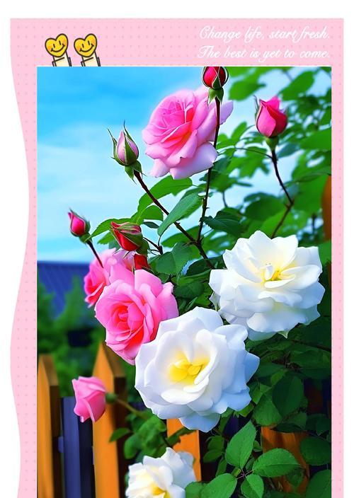 白火焰花的花语是什么？它象征着什么？
